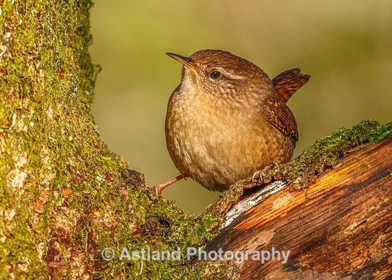 Astland Photography, Bird and Wildlife Images, Susan and Peter Wilson, U.K.