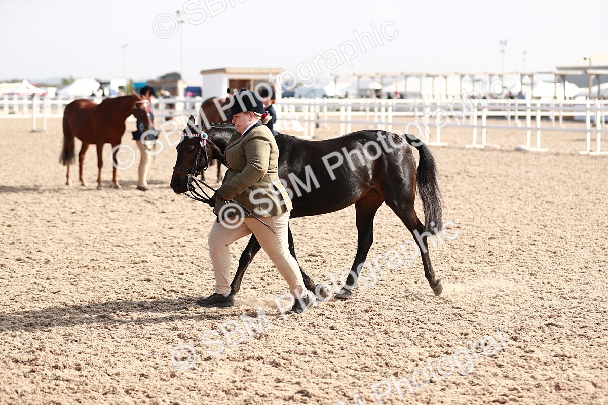 SBM_11118 - Class 205 IH Show Pony/ Show Hunter Pony