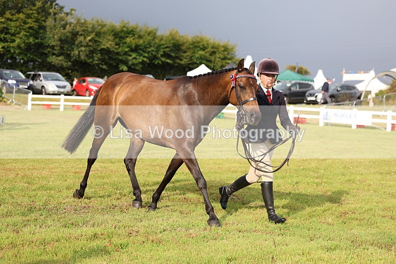 3E7A7885 - Class 1: Rising Star Small Hack/Riding Horses