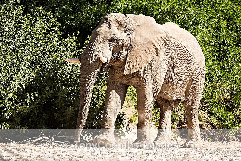 Desert Elephant (bull) - The Hoanib