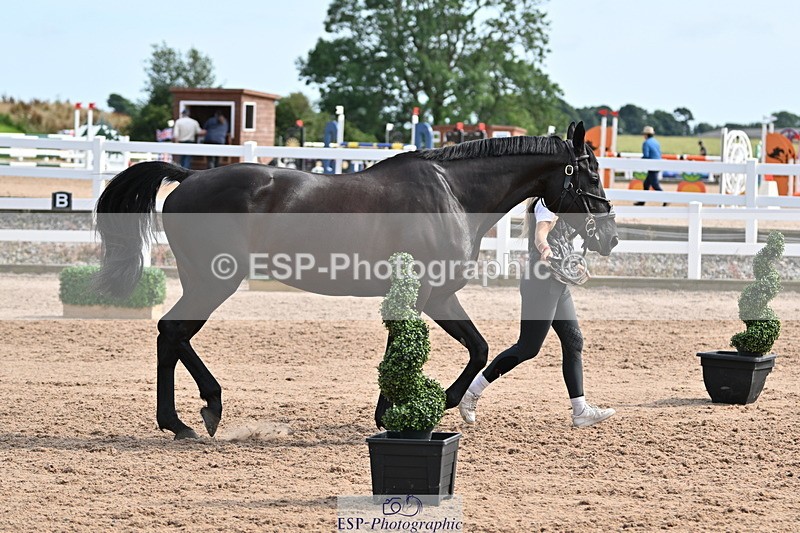 240717A-161628-03402 - Trot Up 4pm to 5pm