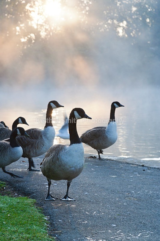 YR6M2860 (RM) - Abington Park & Northampton Town.