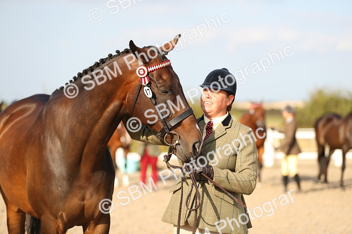 SBM_08672 - Class 28 - IH Veteran Horse