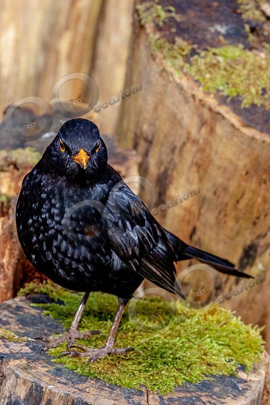 blackbird Turdus merula-3437 - UK birds