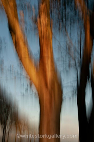  - Light In The Forest