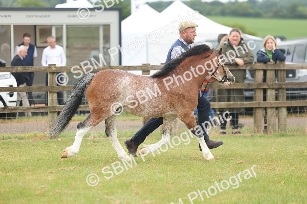 SBM_01664 - Class 50-57 - M&M Welsh Pony In Hand