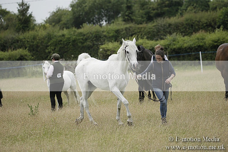 B230619-0555 - Bourne Valley Riding Club Summer Show 23/06/19