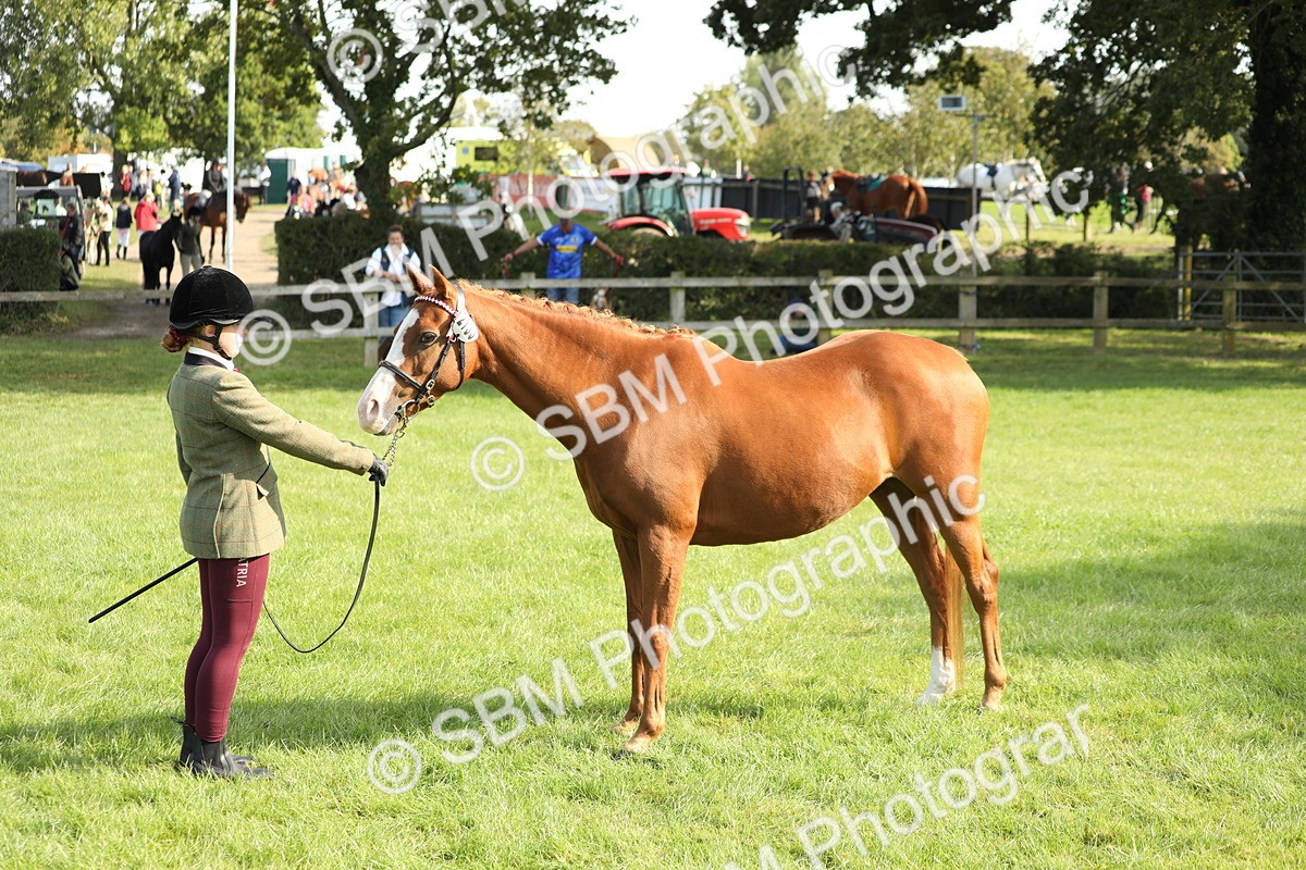 SBM_61045 - S44 - Part Bred Pony In hand