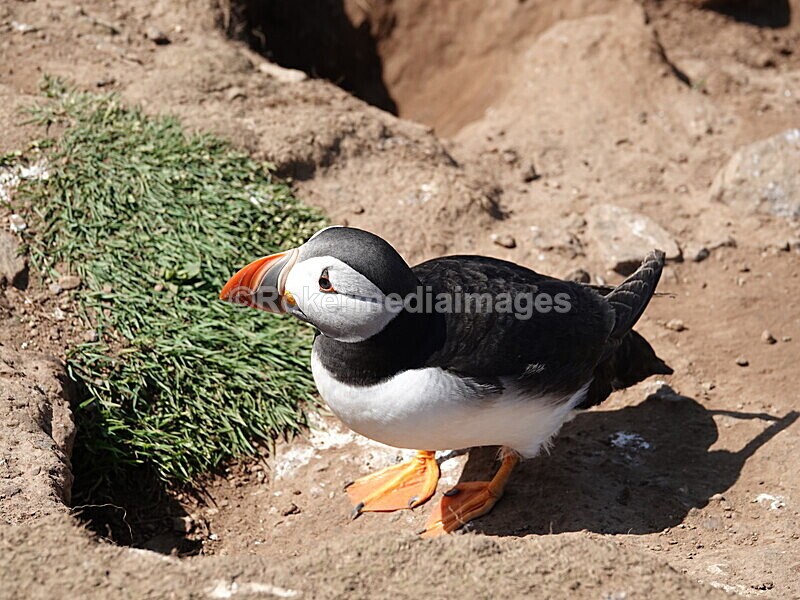 DSC00338 - Skomer 2019