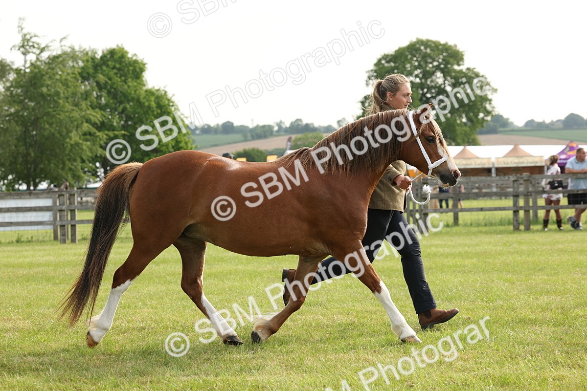 SBM_00538 - Class 6-13 - Mountatin and Moorland In Hand Welsh Breeds