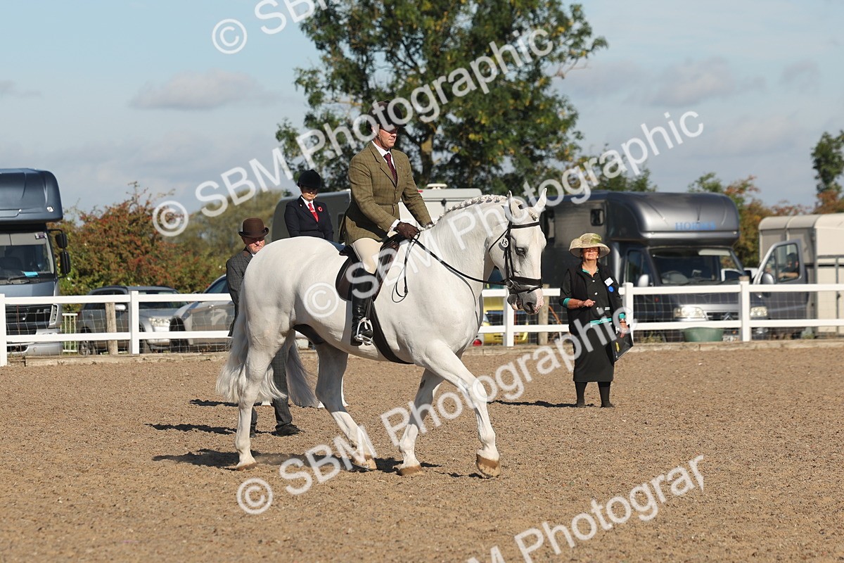 SBM_12214 - Class 303 - Ridden Pure Bred Horse Pony