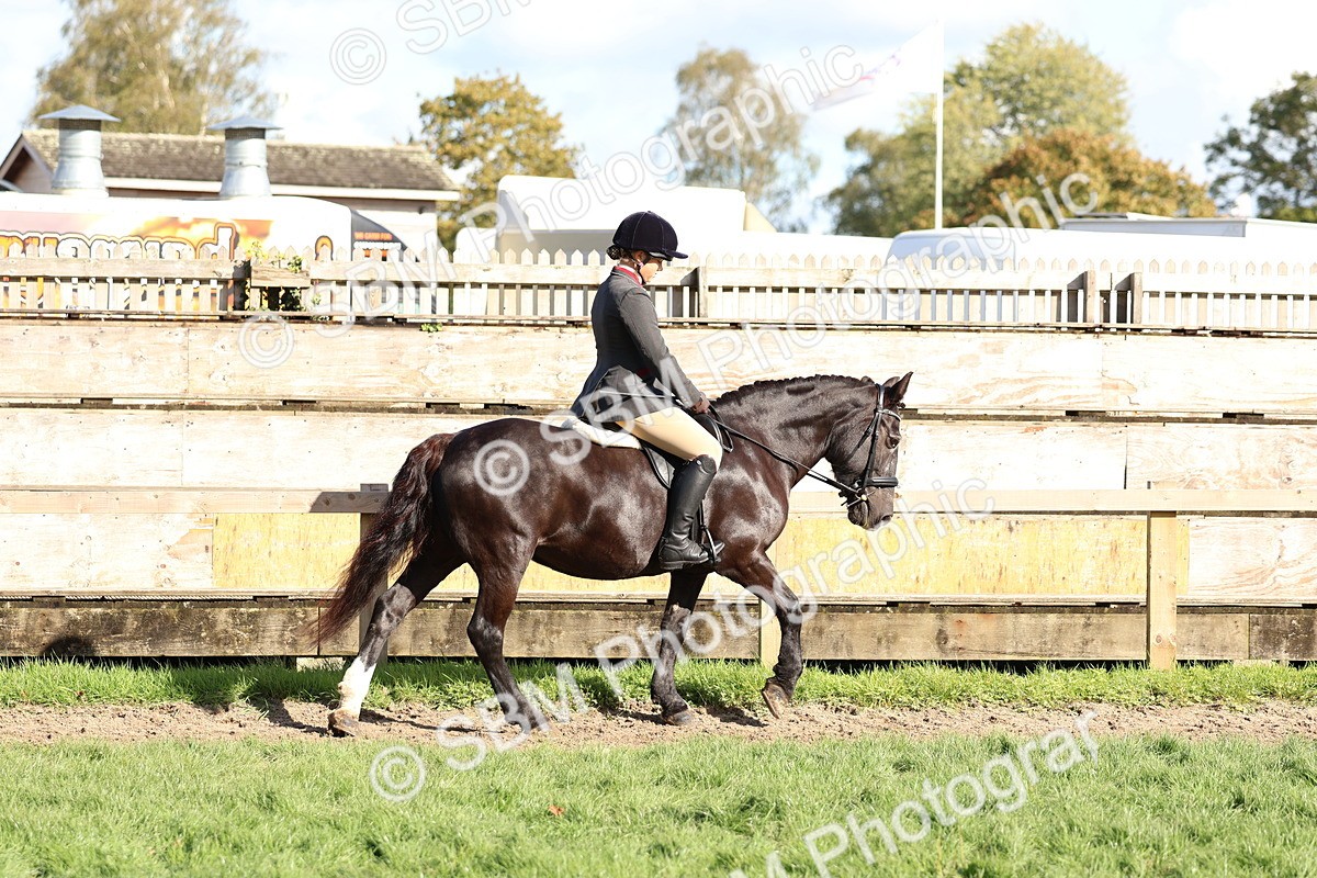 SBM_52338 - S13 - Pony Club Pony