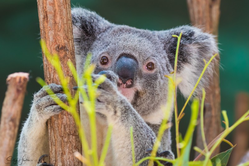 Koala Bear
