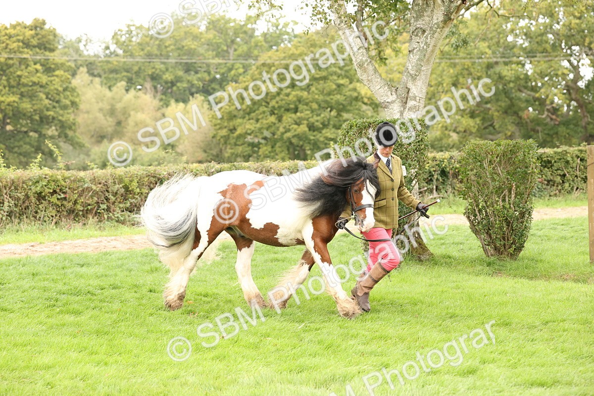 SBM_60851 - In Hand Horse Supreme Championship