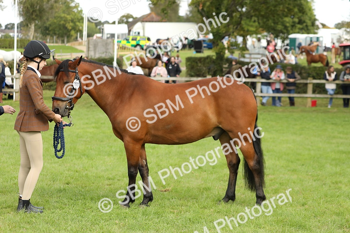 SBM_62834 - S46 - Mountain & Moorland In Hand Small Breeds