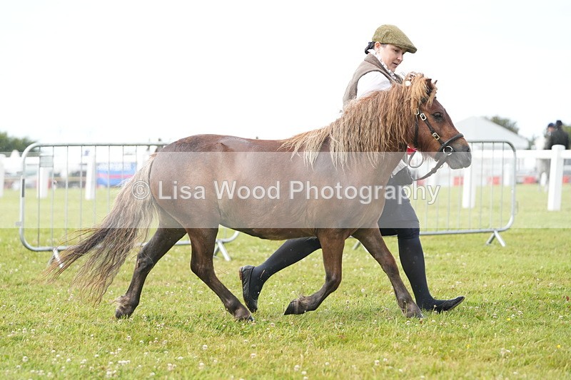DSC04662 - Class 46: NPS Shetland Youngstock