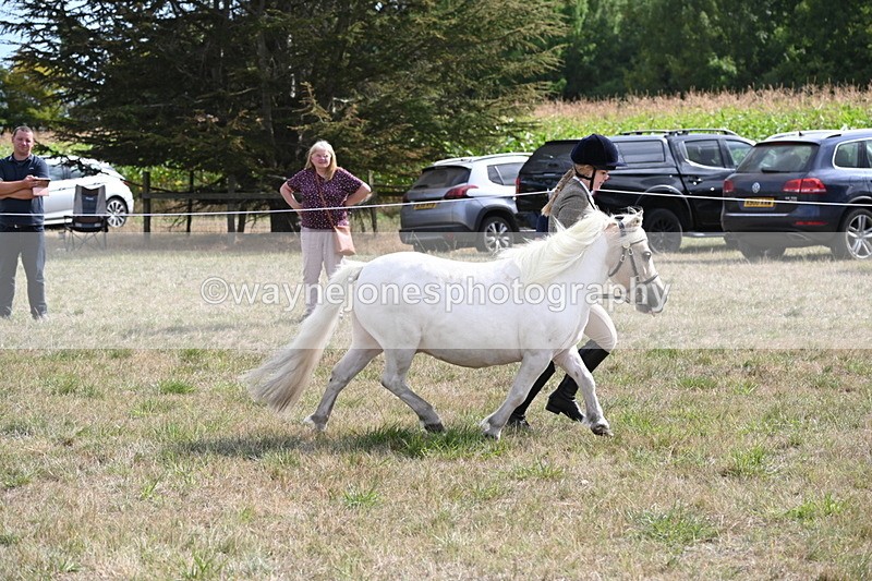WJ6_6927 - Class 21 Shetland & Mini Horses