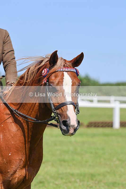 IMG_2255 - Class 37: Pure, Anglo & Part Bred Ridden Arab