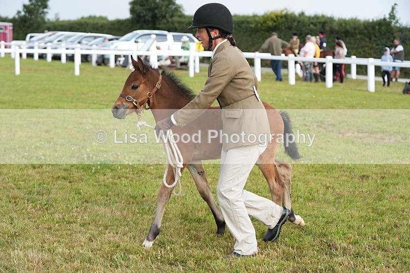 DSC04462 - Classes 44 & 45: NPS M&M Brood Mare and Foal