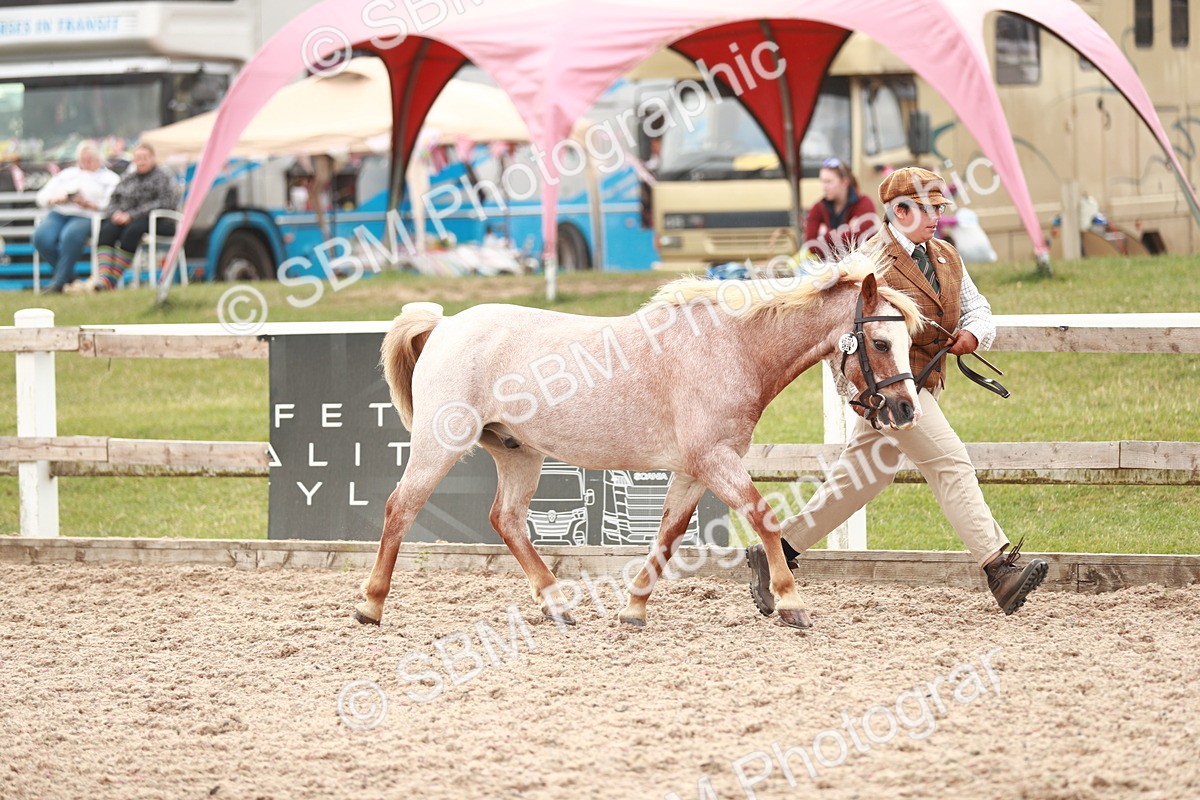 SBM_12445 - Class 207 IH M&M