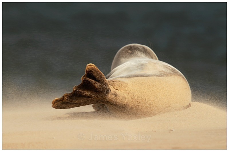 Sandstorm - The British Wildlife Photography Awards 2009 to 2014