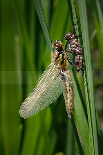 Four-Spotted Chaser with Exuvia - Four-spotted Chaser (Libellula quadrimaculata)