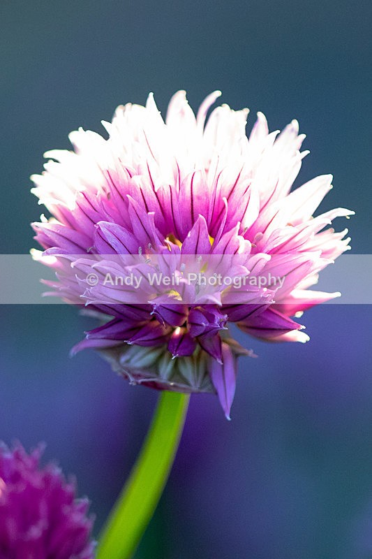 20150603-8E0A9118 - Plants & Flowers