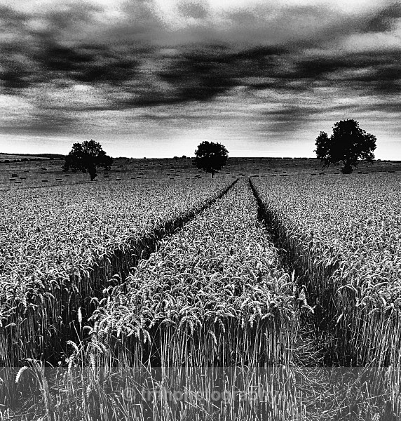 Wheat in Charcoal. - Monochrome Photograph's
