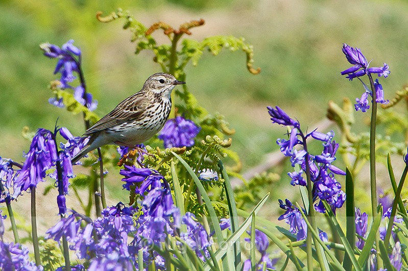 Meadow Pipit amongst the bluebells on Skomer - Meadow Pipit