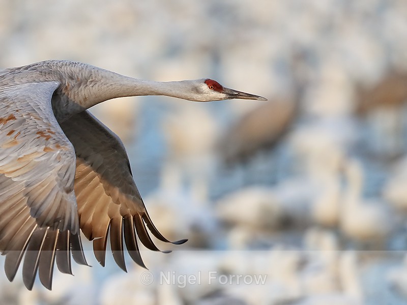 Sandhill Crane flying close-up, Bosque del Apache, New Mexico - Sandhill Crane