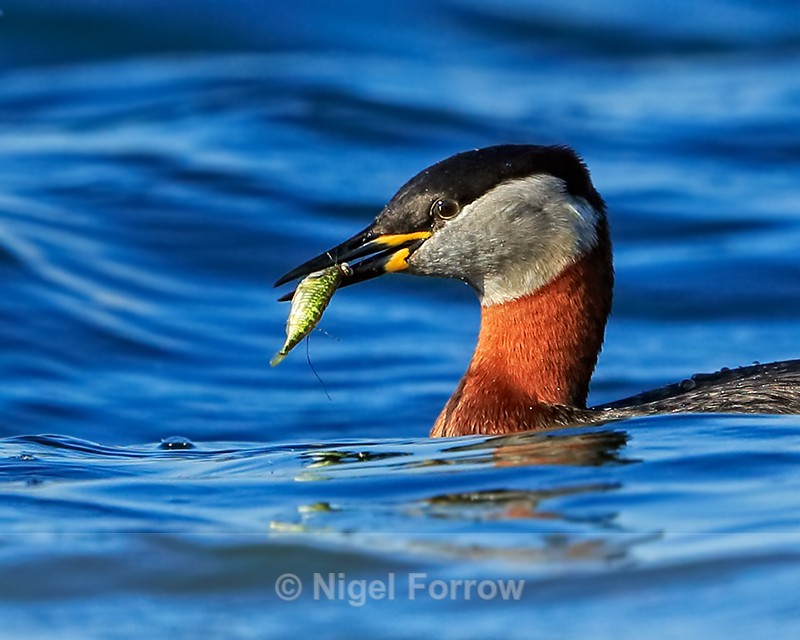 Red-necked Grebe with fish, Farmoor Reservoir - Red-necked Grebe