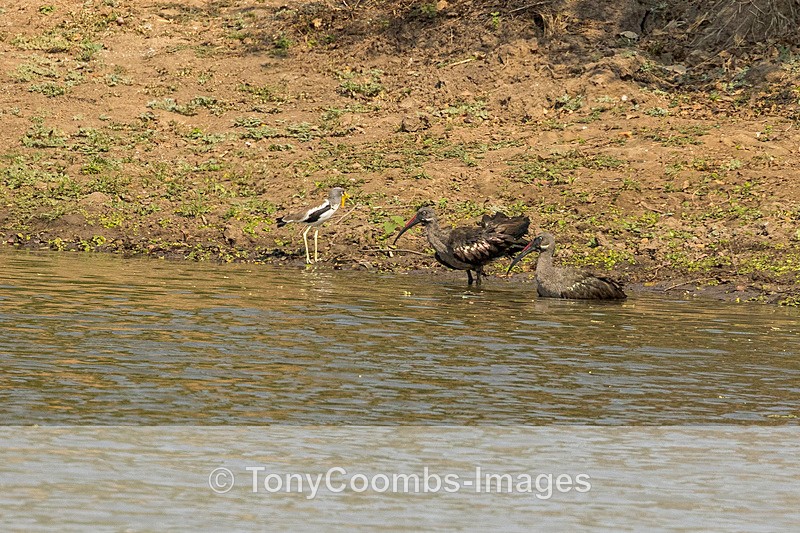 Hadada Ibis - Mana Pools ~ The Birds