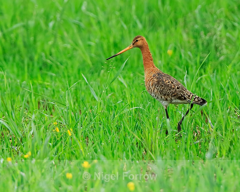 Black-tailed Godwit in field, Hotel Raudaskrida, Iceland - Black-tailed Godwit