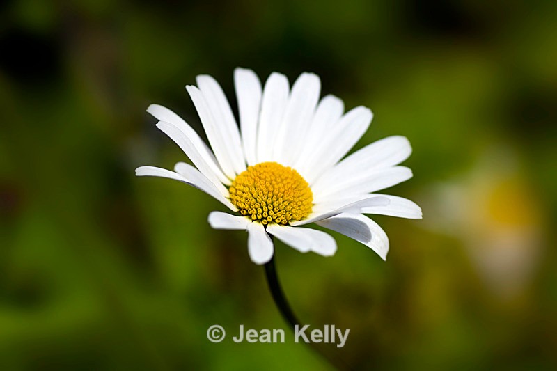 Single Daisy - DSC_0021_00013 - White