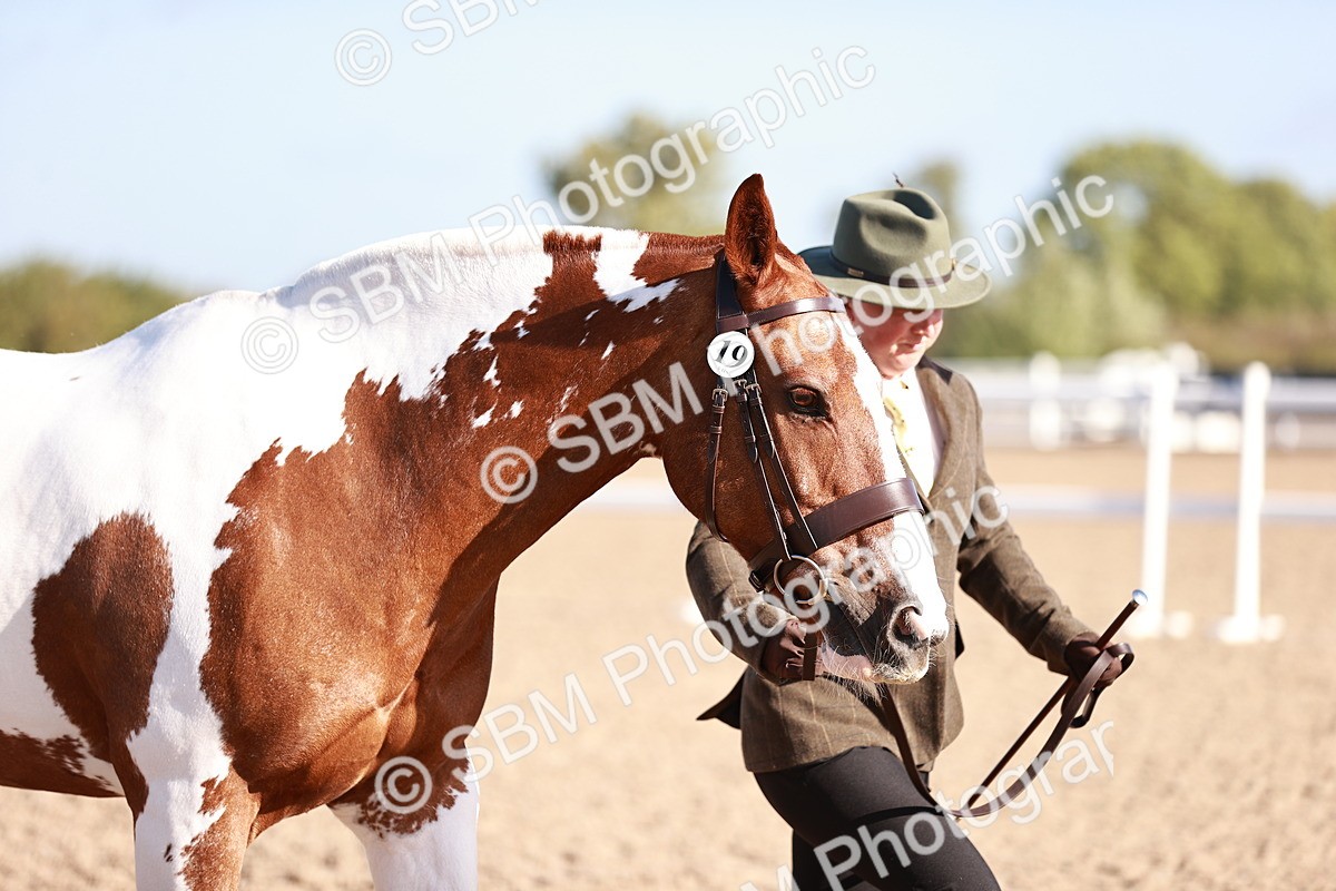 SBM_22031 - Class 702 - IH Show Horse-Pony
