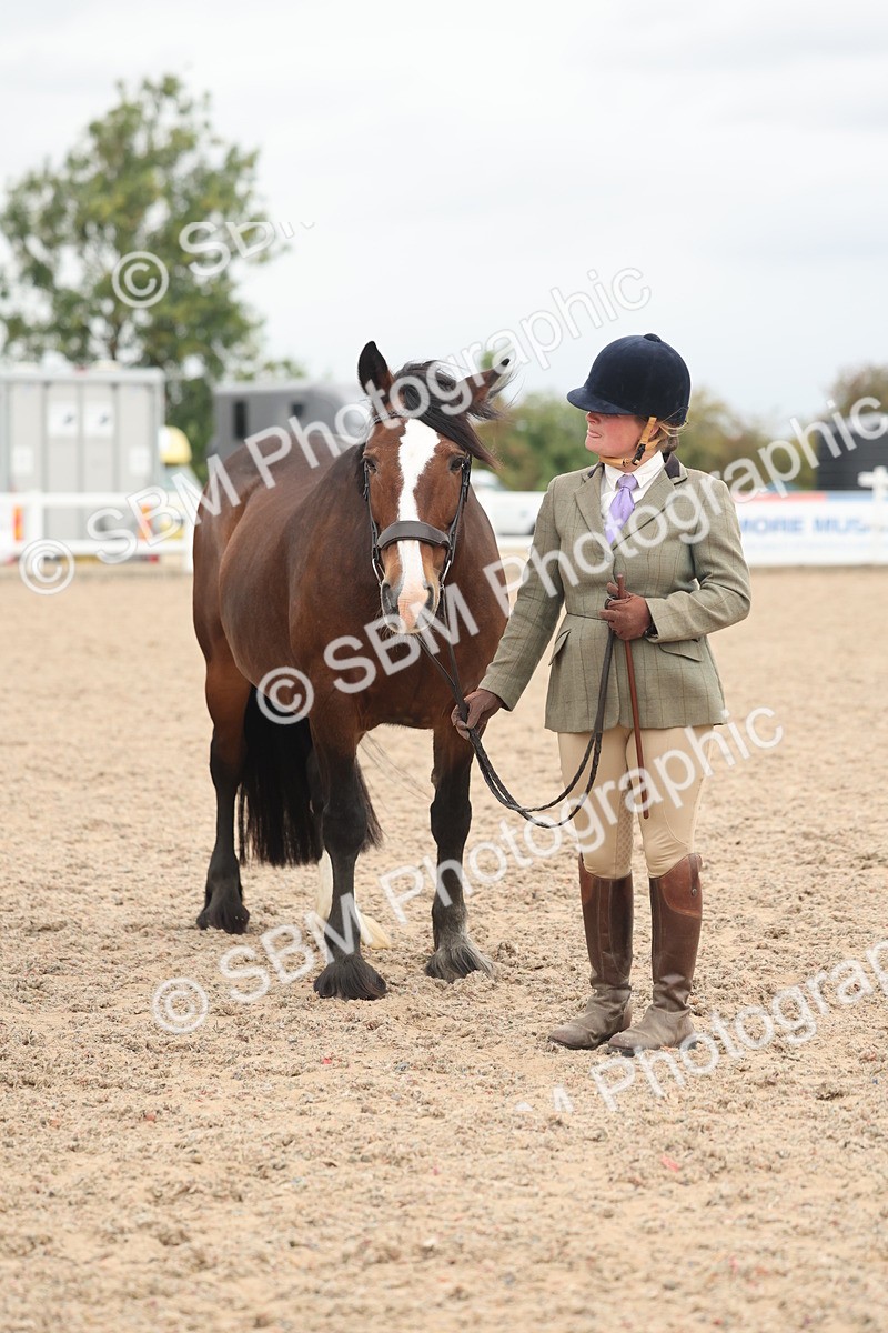 SBM_19863 - Class 318 - IH Part Bred Horse-Pony