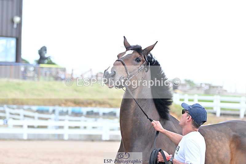 240717A-142209-02058 - Trot Up 2pm to 3pm - This folder is not in time order