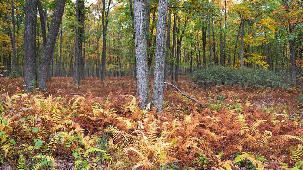 DSC_6570 - Trees