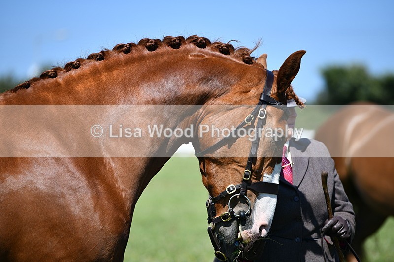 DSC_6758 - Class 57: Hunter/Riding Horse/Hack 1, 2 & 3 yr olds