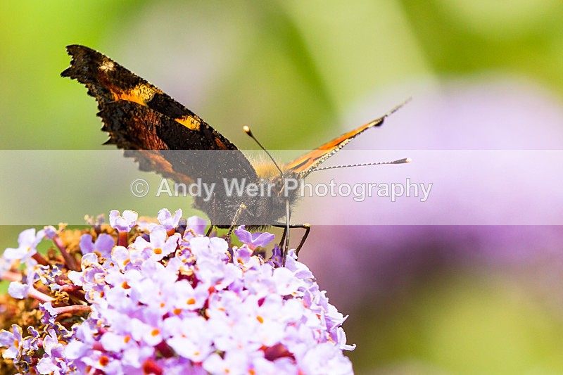 20130727-_MG_5061 - Butterflies & Moths