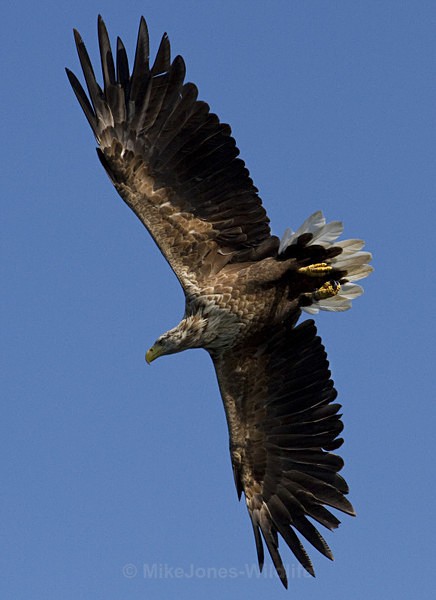 White tailed Eagle, Isle of Mull - ISLE OF MULL WILDLIFE, Wildlife images from the Inner Hebrides