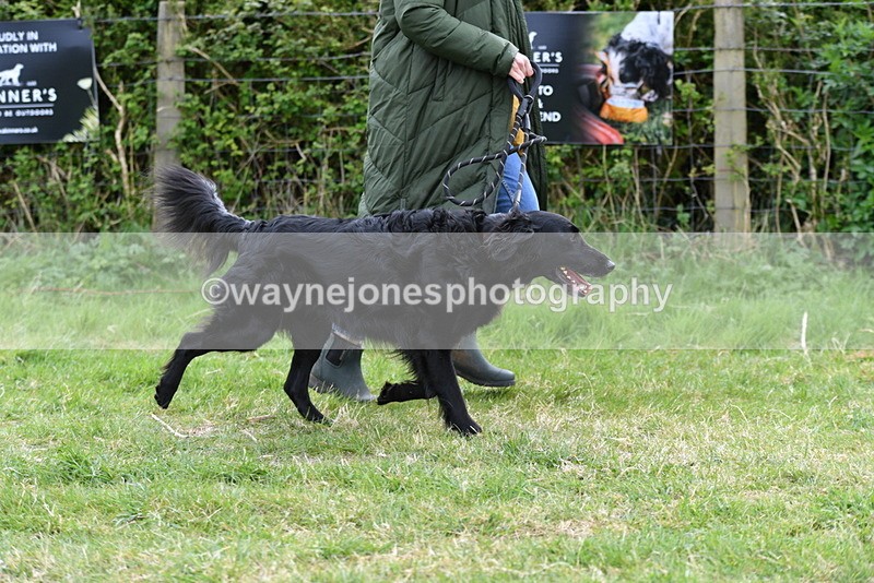 WJ5_9178 - Class 1 Best Cross Breed / Heniz 57