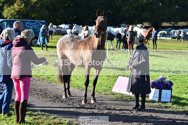 231022-100848-22263 - 482-ODDSPOT.VITAL.ELEMENT-Danielle.Davies-TrotUp+SJ