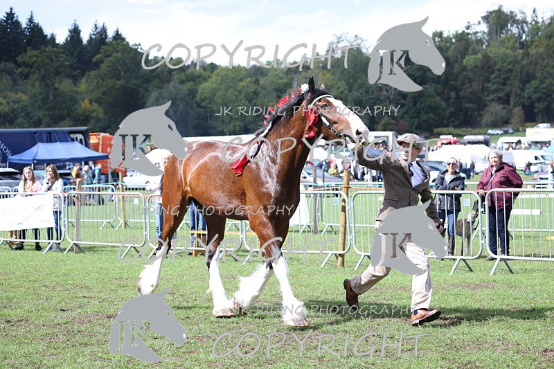 APP_3375 - Class 5 In Hand Championship