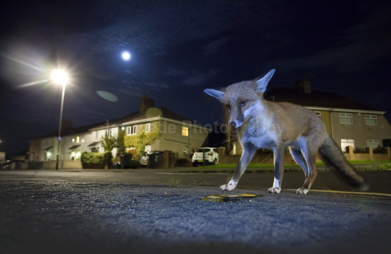 Bristol urban fox cleaning up waste food in an urban street. - Urban Foxes, Bristol, Great Britain