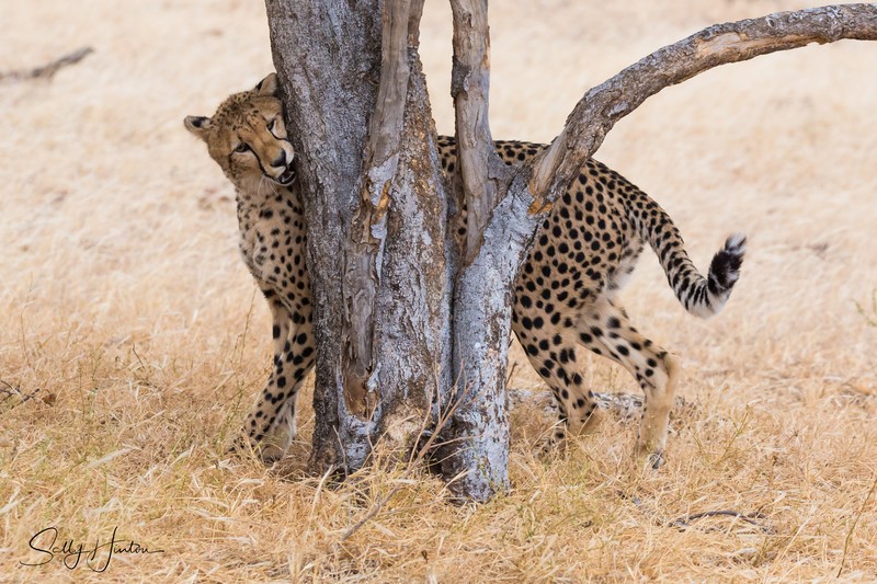 Cheetah Tree 6