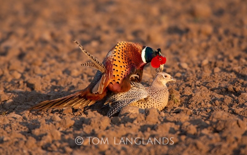 Pheasants - All Other Birds