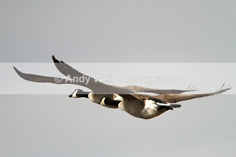 20110319-IMG_2475 - Geese