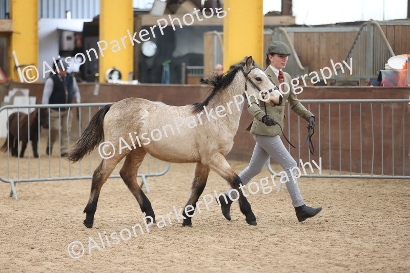 20251109-0780 - Class 24 - Foals