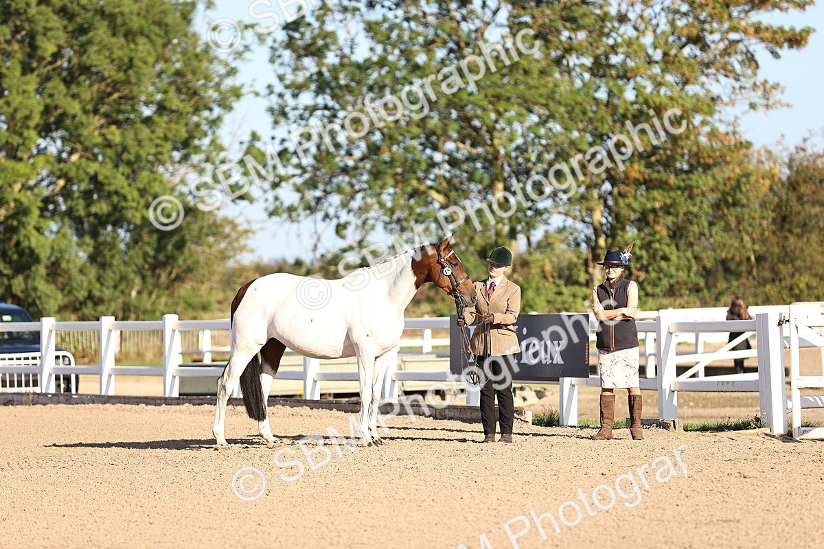 SBM_08332 - Class 401 - IH Veteran Horse